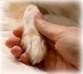 webassets/ttouch4rescue.jpg