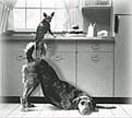 webassets/volunteer2.jpg